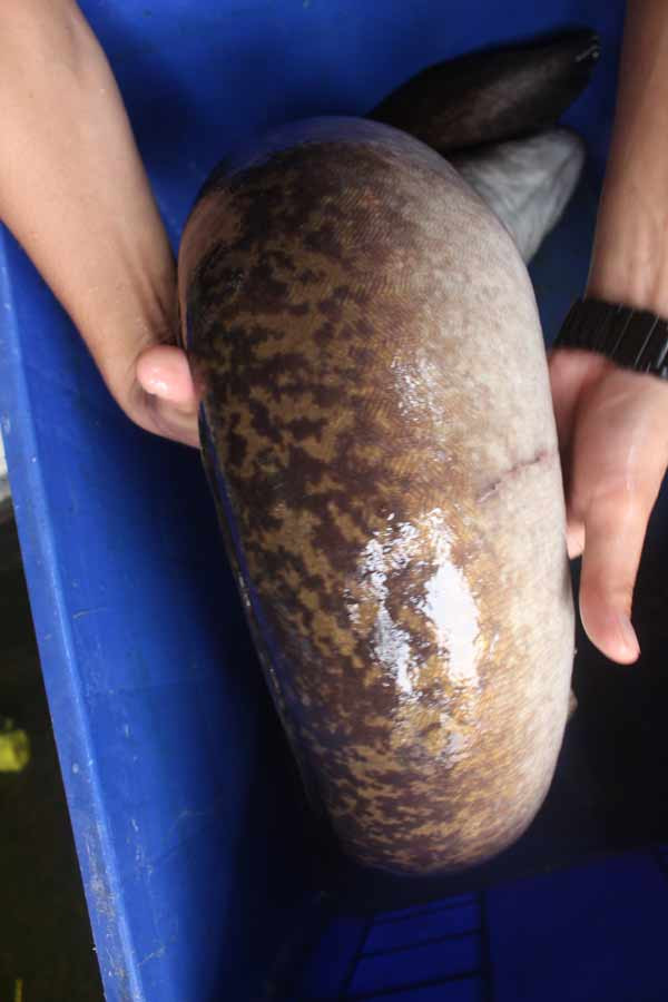 Cá chình to chưa từng thấy được đưa từ Nghệ An ra Hà Nội ảnh 2