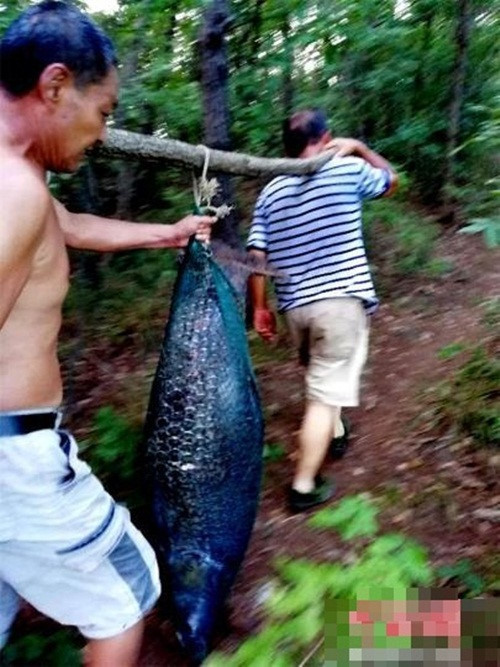 Câu được 'quái vật' trắm đen dài như người, nặng hơn 51 kg ảnh 2