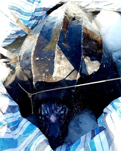 Rùa da quý hiếm 300 kg mắc lưới ngư dân gần đảo Lý Sơn ảnh 1