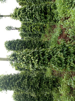 Ứng dụng công nghệ cao vào sản xuất nông nghiệp ảnh 2