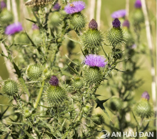 Huyền thoại cúc lục lăng ảnh 1