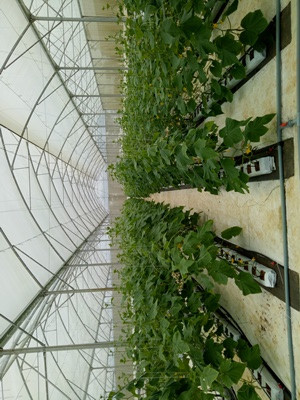 Ứng dụng công nghệ cao vào sản xuất nông nghiệp ảnh 3