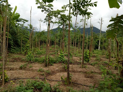 Ứng dụng công nghệ cao vào sản xuất nông nghiệp ảnh 4