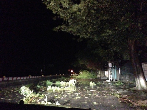  Tại Thái Bình, nhiều cây cối đổ rạp xuống đường. Ảnh: Đỗ Thái Sơn (VnExpress)