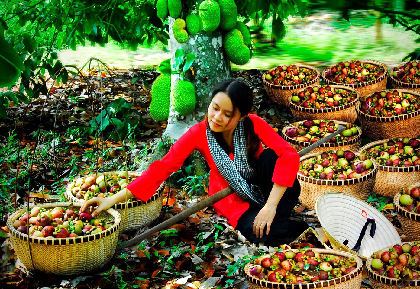 Măng cụt là một trong những loại trái cây nổi tiếng ở Bình Dương Măng cụt là một trong những loại trái cây nổi tiếng ở Bình Dương