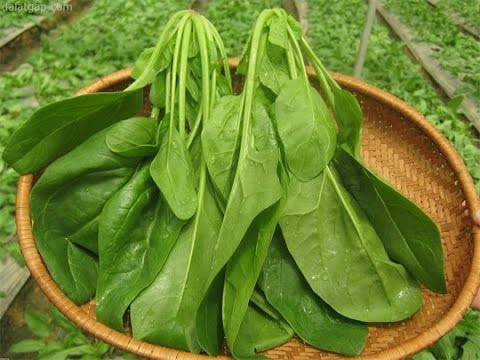 8 thực phẩm tuyệt vời cho người bị bệnh tiểu đường ảnh 1