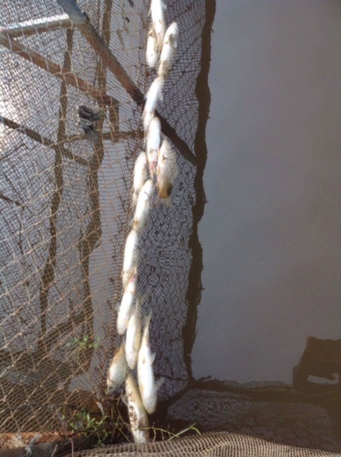 Lo thắt lòng cảnh cá chết hàng loạt trên sông Bùng ảnh 3