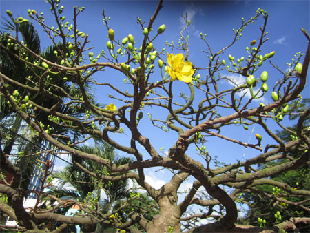 Những hình ảnh cận cảnh cây mai "khủng" của ông Phương (Ảnh: Thảo Trần). Những hình ảnh cận cảnh cây mai