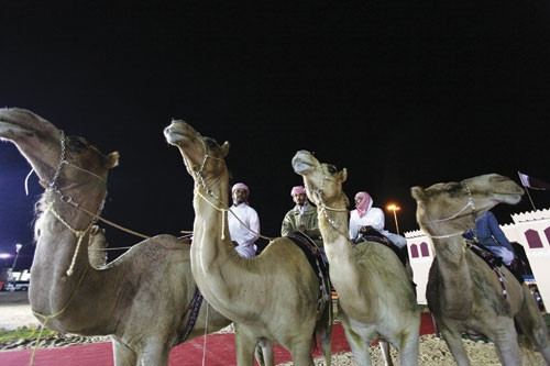 Lạc đà không còn là phương tiện di chuyển hằng ngày trên sa mạc của người dân Qatar. Nó chủ yếu được dùng vào các dịp lễ hội với các hoạt động diễu hành hay đua lạc đà