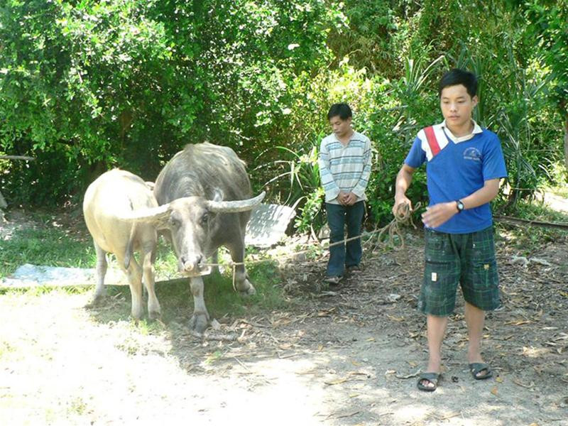 Thành (trước) và Danh chăn trâu phụ giúp gia đình. Ảnh: Nguyễn Huy