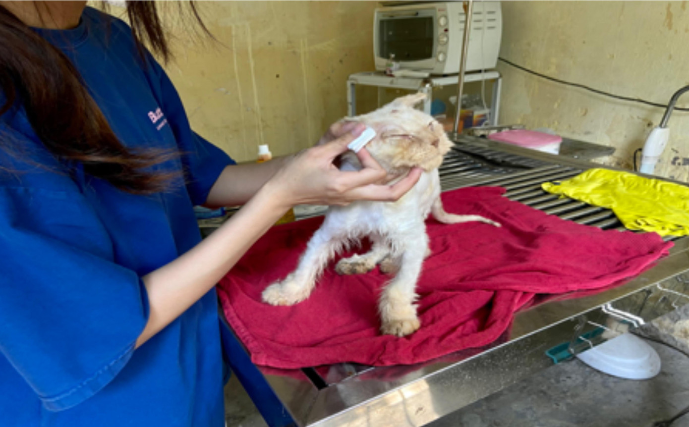 Một bé mèo bị nấm, được điều trị riêng tại phòng ngoại khoa. Ảnh: Mai Hương Một bé mèo bị nấm, được điều trị riêng tại phòng ngoại khoa. Ảnh: Mai Hương