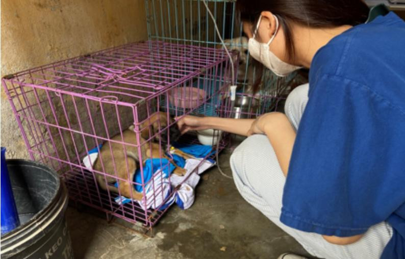 Các thành viên trong trạm cứu hộ luôn cố gắng thu xếp thời gian, đảm bảo 24/24 có người túc trực tại trạm chăm sóc chó, mèo. Ảnh: Mai Hương Các thành viên trong trạm cứu hộ luôn cố gắng thu xếp thời gian, đảm bảo 24/24 có người túc trực tại trạm chăm sóc chó, mèo. Ảnh: Mai Hương