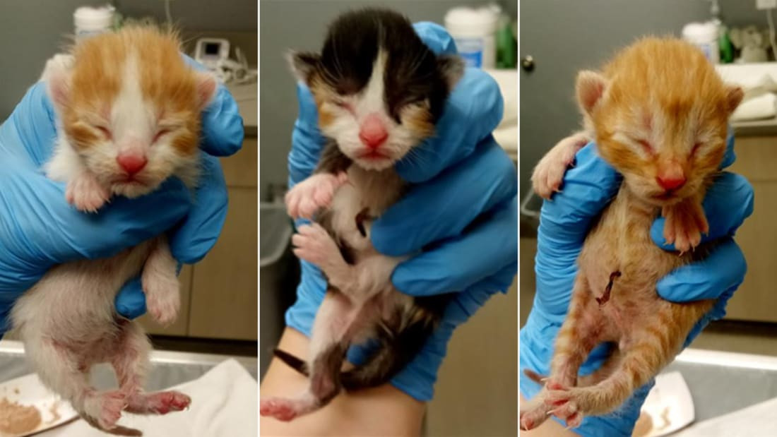 Ba chú mèo con tên là Spirit, Delta và Frontier. Ảnh: CNN. Ba chú mèo con tên là Spirit, Delta và Frontier. Ảnh: CNN.