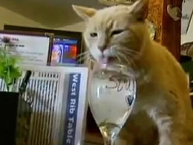 Mèo Stubbs được gọi là thị trưởng của thị trấn Talkeetna suốt 15 năm qua. Ảnh: cns.cn