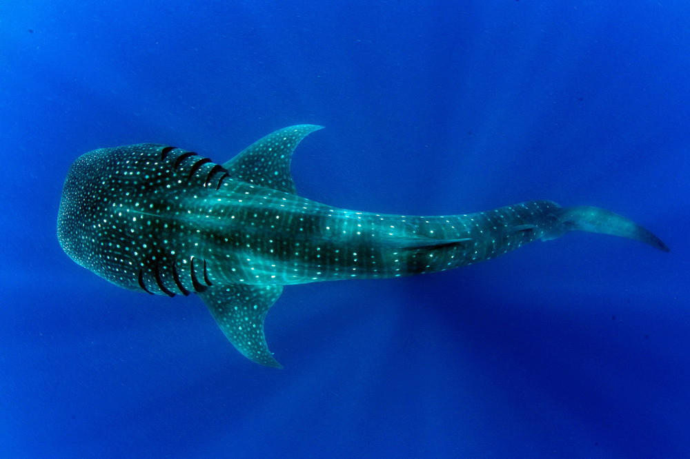  Những con cá mập voi trưởng thành có thể dài từ 12 - 18m, hơn cả một chiếc xe buýt cỡ lớn