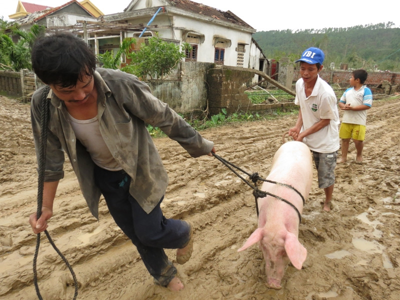Nhiều người vẫn chưa tìm thấy vật nuôi của mình