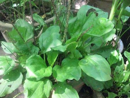 Cây mã đề là vị thuốc chữa nhiều bệnh hiệu quả