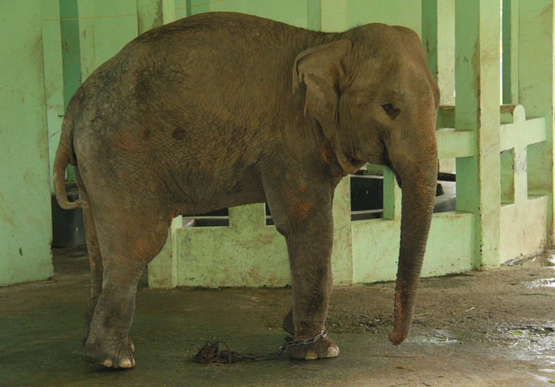Sau khi voi Krông chết, đây là chú voi còn lại trong Vườn thú Hà Nội.