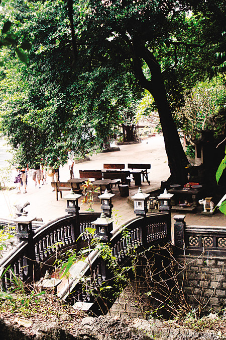 Cây thị quả tròn quả vuông