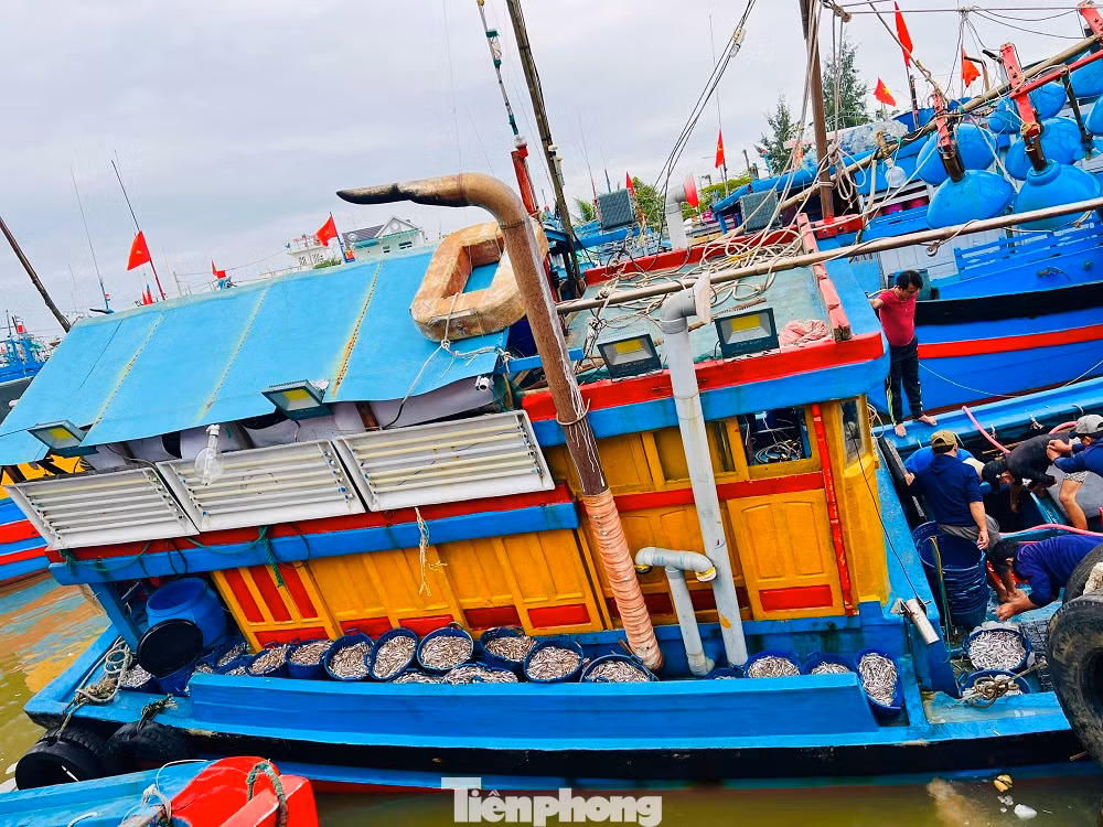 Chỉ sau một đêm ra khơi, nhiều tàu cá đã trúng đậm “lộc biển” với hàng tấn cá cơm ở vùng biển gần bờ, mang về cả chục triệu đồng. Những con thuyền đầy cá tôm ngay trong chuyến đi biển đầu năm báo hiệu một năm bội thu của ngư dân địa phương