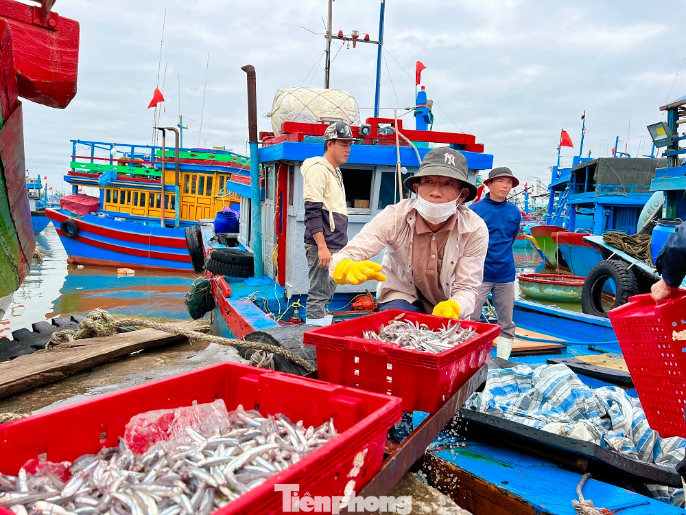 Ngư dân Huỳnh Văn Điền (trú ở huyện đảo Lý Sơn) cho biết, chỉ sau một đêm đánh bắt ở vùng biển cách bờ khoảng 5-6 hải lý, mỗi tàu có thể kéo được từ 3-5 tấn cá cơm. Cá biệt có một số tàu đánh bắt được đến 7-8 tấn cá cơm. Giá cá năm nay cao hơn mọi năm, dao động từ 15.000 - 20.000 đồng/kg.