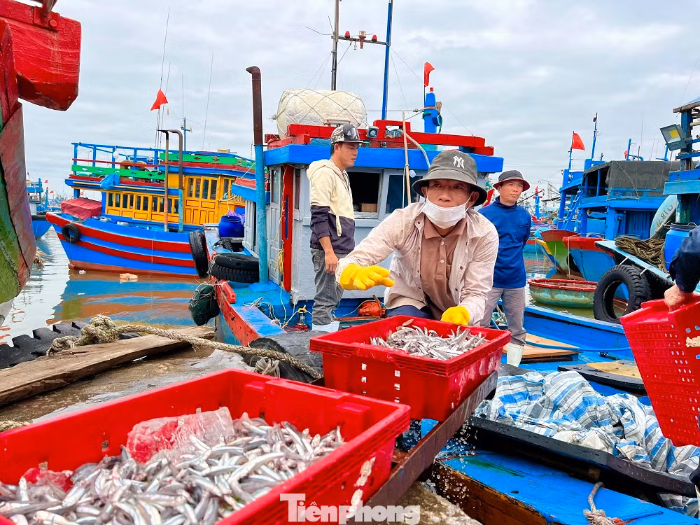 Ngư dân Huỳnh Văn Điền (trú ở huyện đảo Lý Sơn) cho biết, chỉ sau một đêm đánh bắt ở vùng biển cách bờ khoảng 5-6 hải lý, mỗi tàu có thể kéo được từ 3-5 tấn cá cơm. Cá biệt có một số tàu đánh bắt được đến 7-8 tấn cá cơm. Giá cá năm nay cao hơn mọi năm, dao động từ 15.000 - 20.000 đồng/kg.