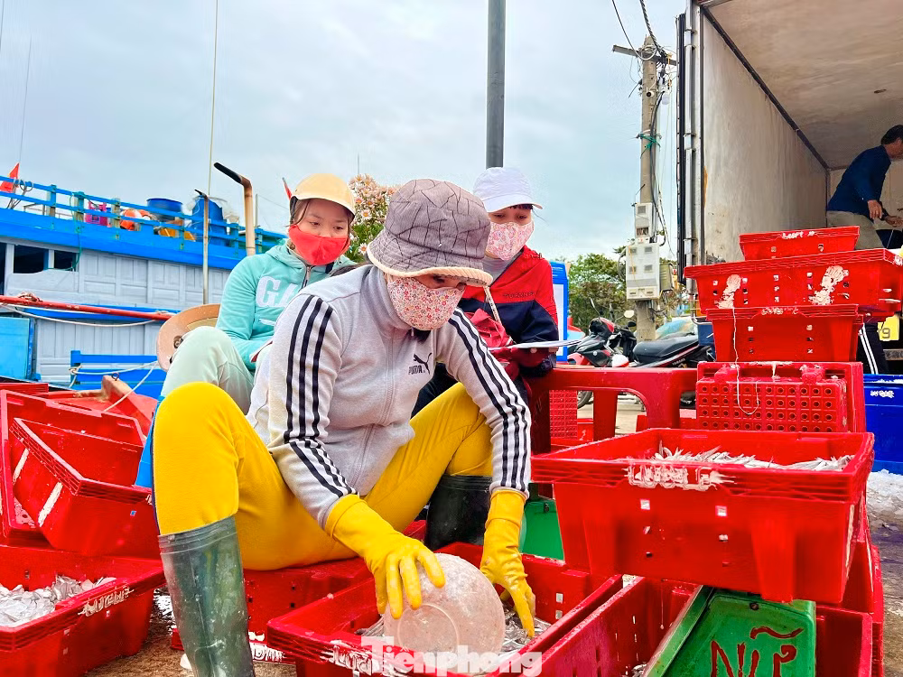Không chỉ ngư dân ra khơi có thu nhập cao mà ngay cả “đội quân” làm dịch vụ hậu cần nghề cá cũng có công ăn việc làm đầu năm mới đem lại nguồn thu nhập khá.