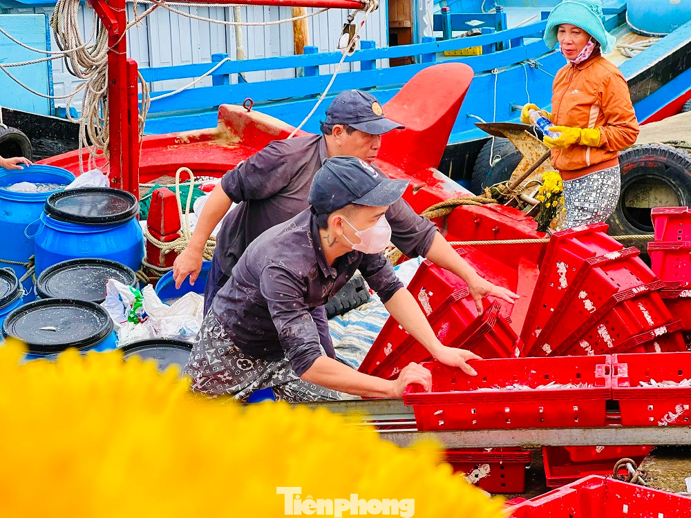 Sau một đêm vươn khơi đánh bắt bằng nghề pha xúc, ngư dân Võ Thanh Thái (trú xã Tịnh Kỳ, TP. Quảng Ngãi - thuyền trưởng tàu cá QNg 91892 TS) đưa tàu về cập cảng mang theo 7 tấn cá cơm.