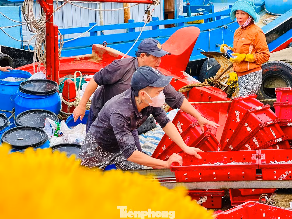 Sau một đêm vươn khơi đánh bắt bằng nghề pha xúc, ngư dân Võ Thanh Thái (trú xã Tịnh Kỳ, TP. Quảng Ngãi - thuyền trưởng tàu cá QNg 91892 TS) đưa tàu về cập cảng mang theo 7 tấn cá cơm.
