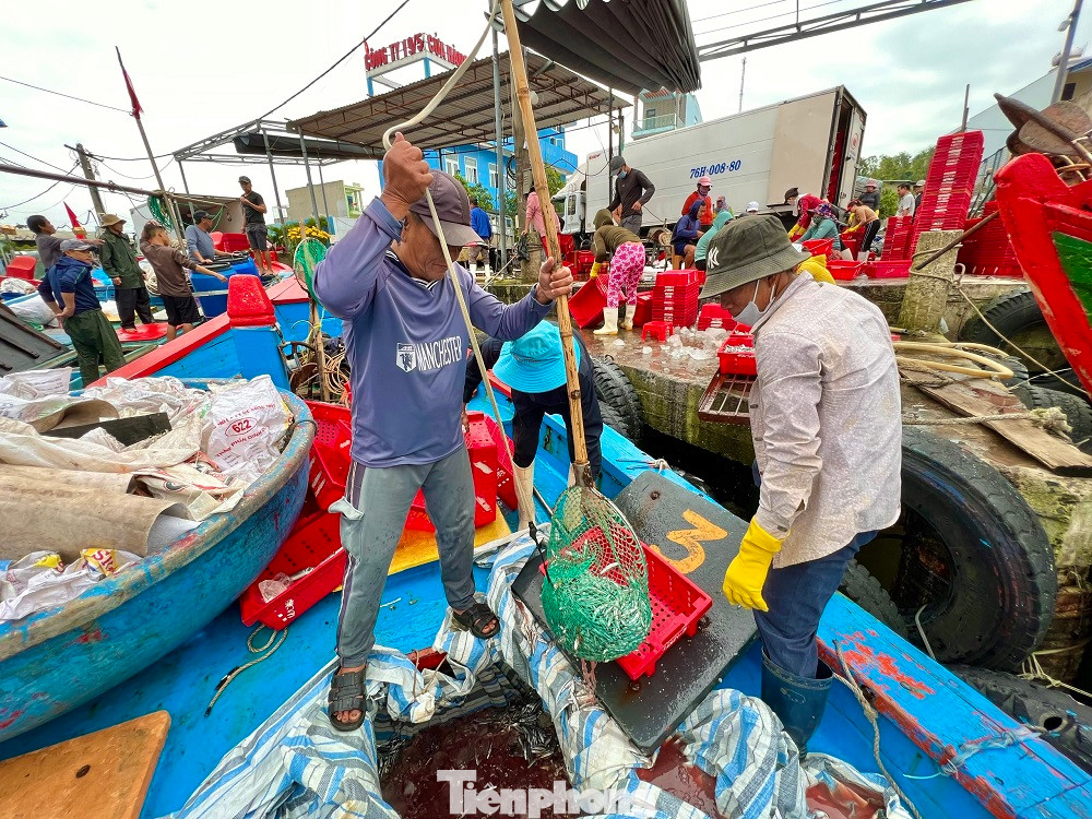 Tranh thủ vào cảng bán cá cho thương lái, nạp nhiên liệu, lấy đá lạnh và lương thực chuẩn bị cho phiên biển mới, ông Phạm Thạch (trú xã Tịnh Kỳ, TP. Quảng Ngãi) cho hay, chỉ sau một đêm đánh bắt, tàu cá của ông đã thu về hơn 7 tấn cá cơm.