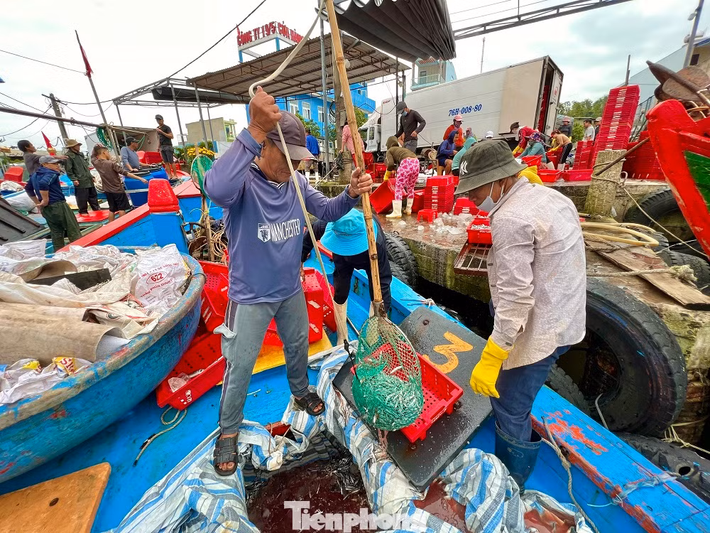 Tranh thủ vào cảng bán cá cho thương lái, nạp nhiên liệu, lấy đá lạnh và lương thực chuẩn bị cho phiên biển mới, ông Phạm Thạch (trú xã Tịnh Kỳ, TP. Quảng Ngãi) cho hay, chỉ sau một đêm đánh bắt, tàu cá của ông đã thu về hơn 7 tấn cá cơm.