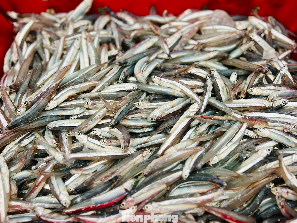 Sau thời gian biển động, cá cơm kéo về các vùng biển Quảng Ngãi chỉ cách bờ chừng 5-6 hải lý. Nhiều tàu đánh bắt ở khu vực đảo Lý Sơn qua một đêm vây lưới đã kéo được 7-8 tấn cá cơm. Ngoài những chủ tàu được hưởng theo suất đầu tư, thì trừ các khoản chi phí, mỗi bạn thuyền cũng thu được 4-5 triệu đồng.