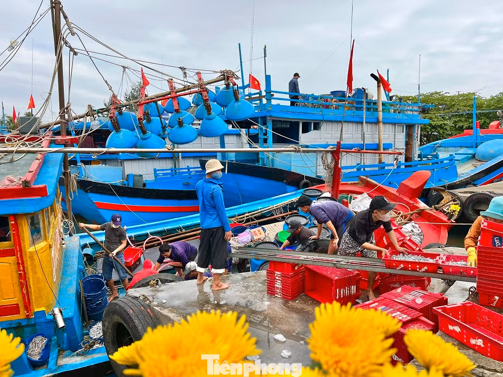 Sau một đêm vươn khơi đánh bắt bằng nghề pha xúc, ngư dân Võ Thanh Thái (trú xã Tịnh Kỳ, TP. Quảng Ngãi - thuyền trưởng tàu cá QNg 91892 TS) đưa tàu về cập cảng mang theo 7 tấn cá cơm.