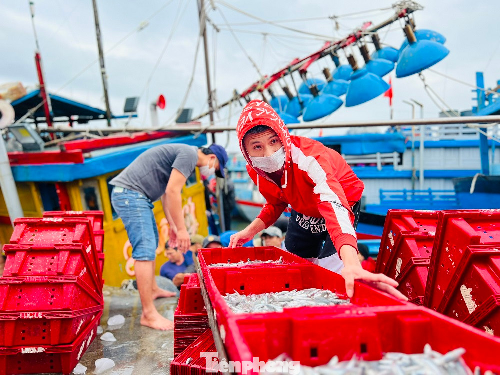 Ngư dân Huỳnh Văn Điền (trú ở huyện đảo Lý Sơn) cho biết, chỉ sau một đêm đánh bắt ở vùng biển cách bờ khoảng 5-6 hải lý, mỗi tàu có thể kéo được từ 3-5 tấn cá cơm. Cá biệt có một số tàu đánh bắt được đến 7-8 tấn cá cơm. Giá cá năm nay cao hơn mọi năm, dao động từ 15.000 - 20.000 đồng/kg.
