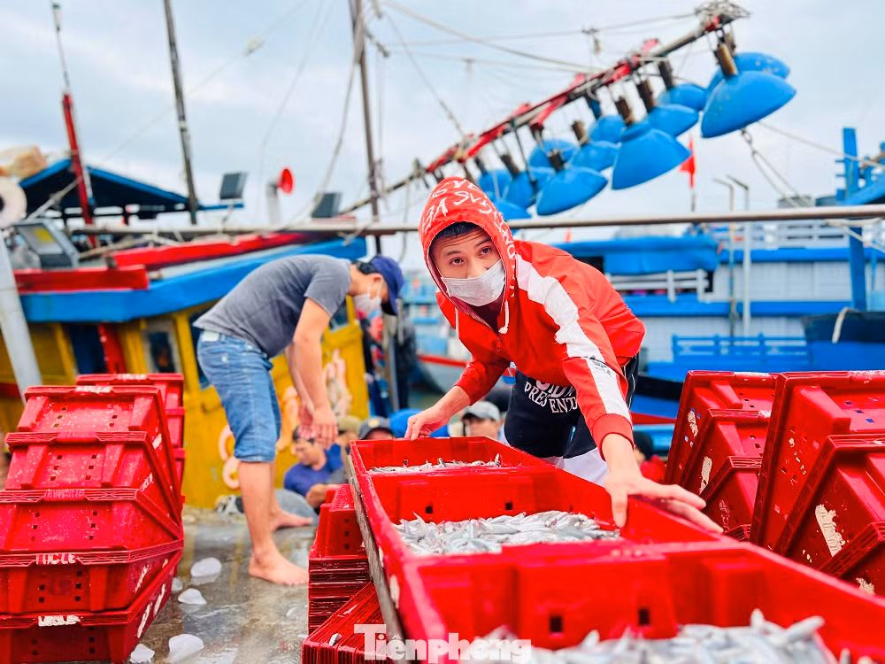 Ngư dân Huỳnh Văn Điền (trú ở huyện đảo Lý Sơn) cho biết, chỉ sau một đêm đánh bắt ở vùng biển cách bờ khoảng 5-6 hải lý, mỗi tàu có thể kéo được từ 3-5 tấn cá cơm. Cá biệt có một số tàu đánh bắt được đến 7-8 tấn cá cơm. Giá cá năm nay cao hơn mọi năm, dao động từ 15.000 - 20.000 đồng/kg.