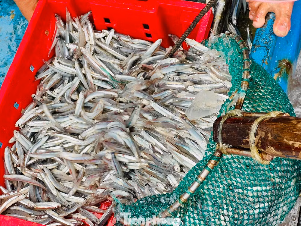 “Chuyến biển đầu năm, trúng đậm cá và được giá nên anh em ngư dân rất phấn khởi. Trừ hết chi phí tàu cá , tôi thu được khoảng 80 triệu đồng. So với mọi năm, năm nay quá đạt”, anh Thái bộc bạch.