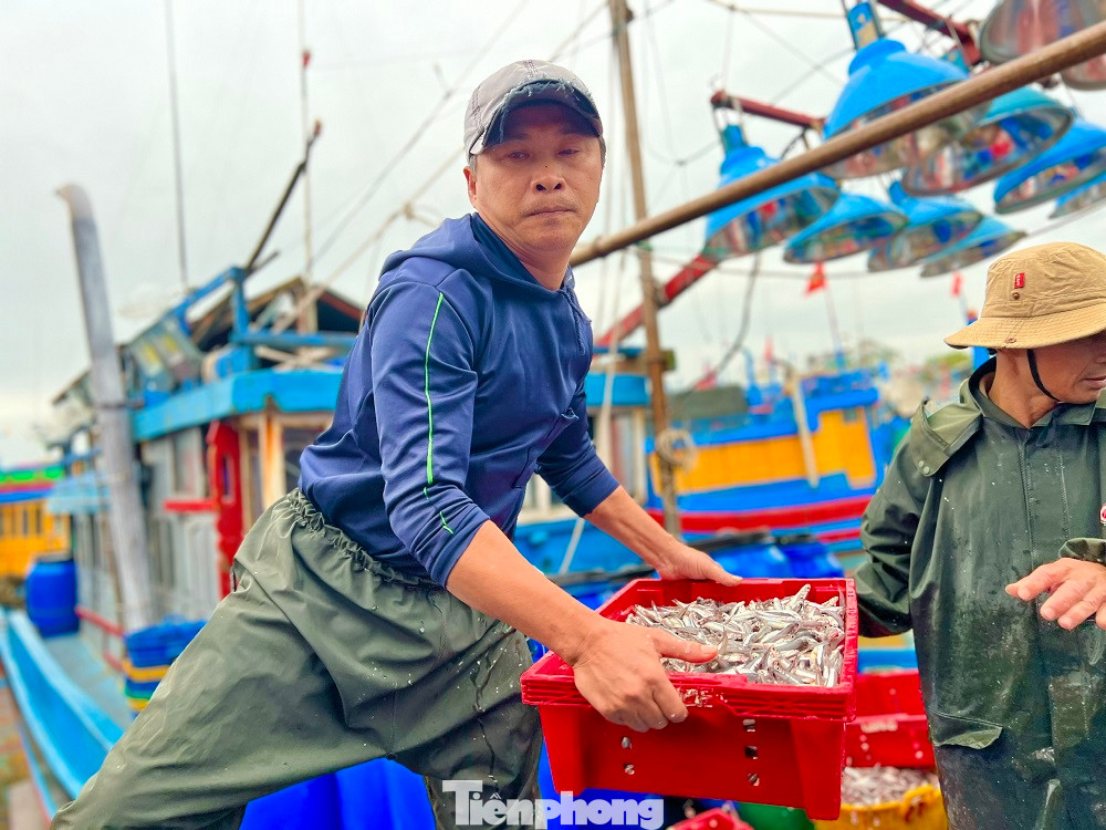 Tranh thủ vào cảng bán cá cho thương lái, nạp nhiên liệu, lấy đá lạnh và lương thực chuẩn bị cho phiên biển mới, ông Phạm Thạch (trú xã Tịnh Kỳ, TP. Quảng Ngãi) cho hay, chỉ sau một đêm đánh bắt, tàu cá của ông đã thu về hơn 7 tấn cá cơm.