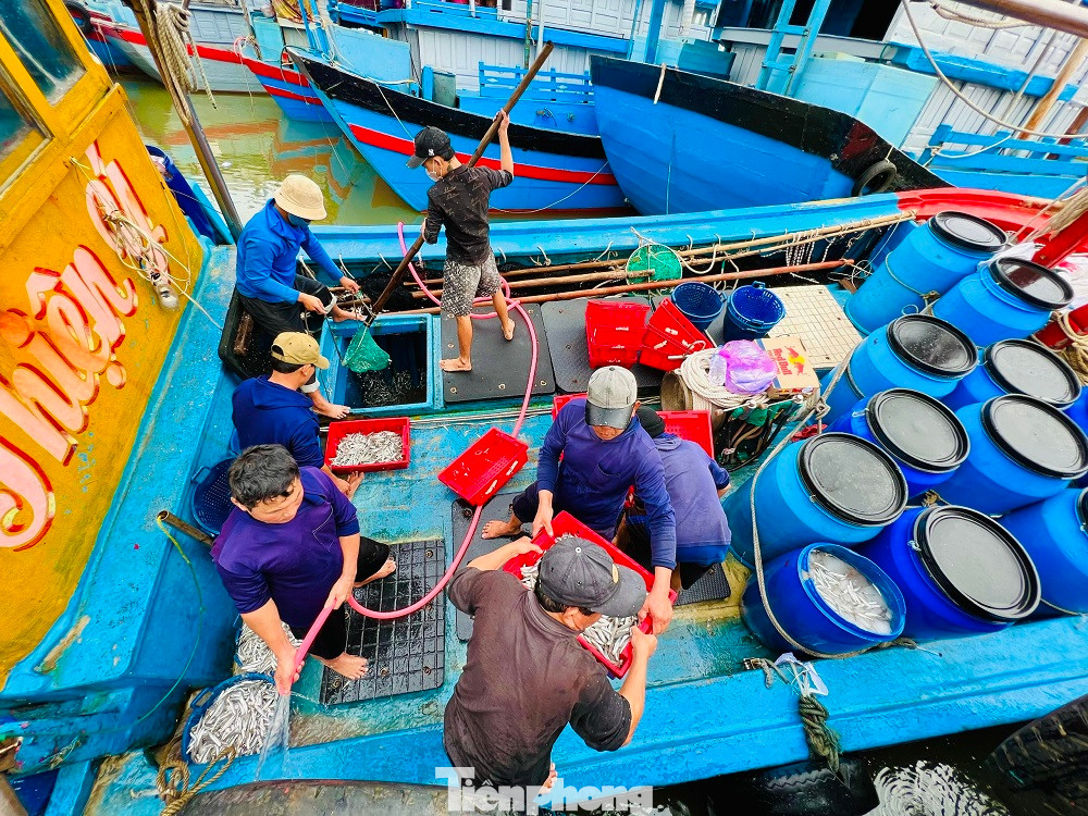 Chỉ sau một đêm ra khơi, nhiều tàu cá đã trúng đậm “lộc biển” với hàng tấn cá cơm ở vùng biển gần bờ, mang về cả chục triệu đồng. Những con thuyền đầy cá tôm ngay trong chuyến đi biển đầu năm báo hiệu một năm bội thu của ngư dân địa phương
