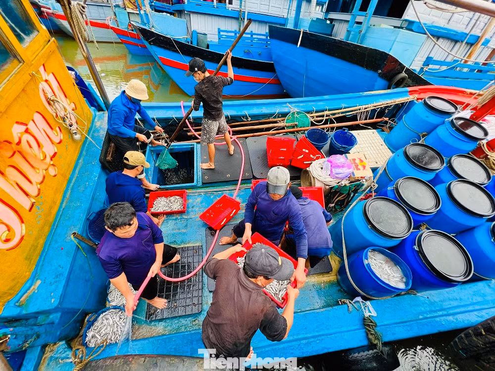 Chỉ sau một đêm ra khơi, nhiều tàu cá đã trúng đậm “lộc biển” với hàng tấn cá cơm ở vùng biển gần bờ, mang về cả chục triệu đồng. Những con thuyền đầy cá tôm ngay trong chuyến đi biển đầu năm báo hiệu một năm bội thu của ngư dân địa phương
