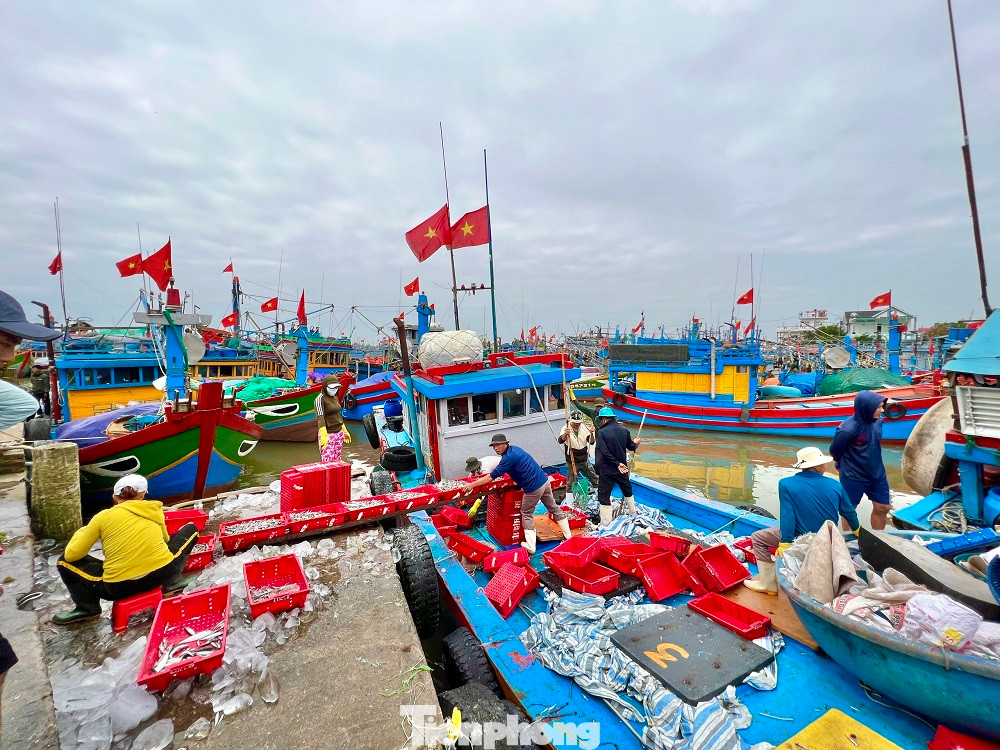 Liên tiếp trong những ngày qua, tại cảng cá Tịnh Kỳ (xã Tịnh Kỳ, TP. Quảng Ngãi) và Sa Kỳ (xã Bình Châu, huyện Bình Sơn, tỉnh Quảng Ngãi), hàng trăm tàu cá của ngư dân nối đuôi nhau ra vào cảng, tạo nên bầu không khí nhộn nhịp trong những ngày đầu năm mới.