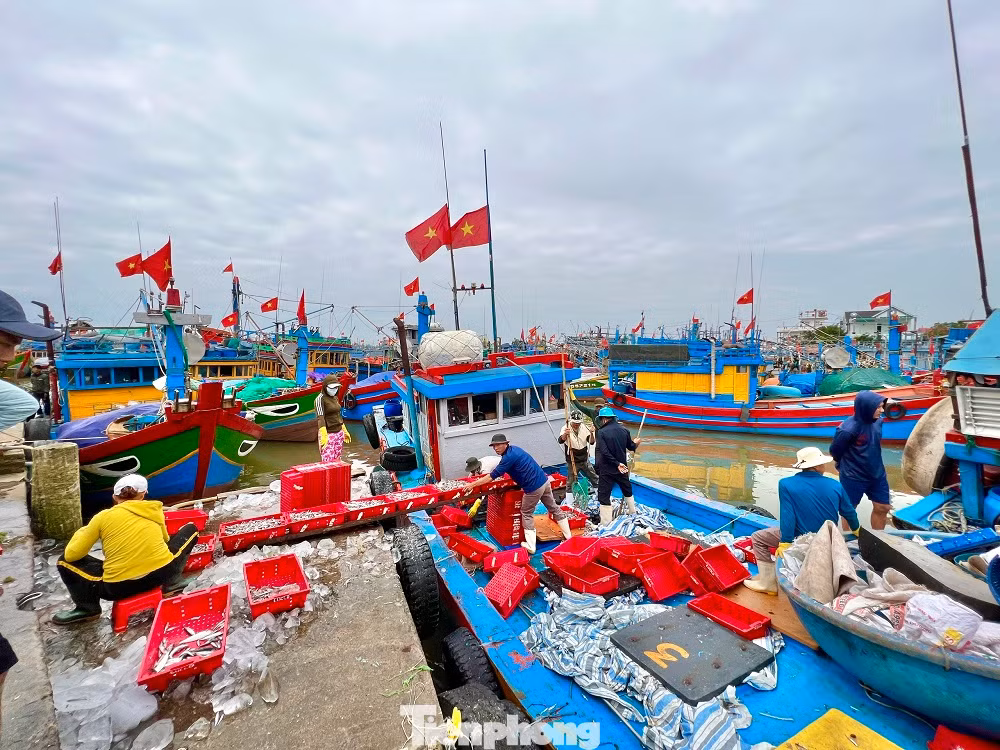 Liên tiếp trong những ngày qua, tại cảng cá Tịnh Kỳ (xã Tịnh Kỳ, TP. Quảng Ngãi) và Sa Kỳ (xã Bình Châu, huyện Bình Sơn, tỉnh Quảng Ngãi), hàng trăm tàu cá của ngư dân nối đuôi nhau ra vào cảng, tạo nên bầu không khí nhộn nhịp trong những ngày đầu năm mới.