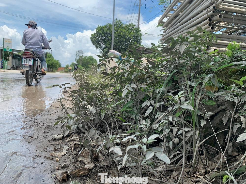 Hai bên đường bụi bám đầy trên lá cây.