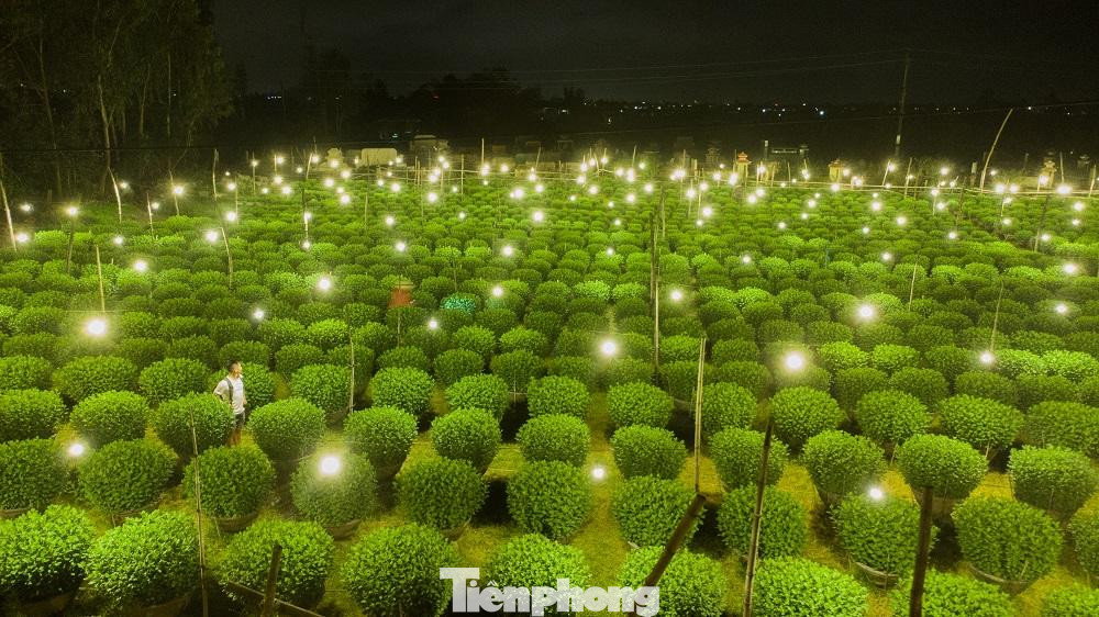 Anh Phạm Quốc Duy (trú xã Nghĩa Hiệp, huyện Tư Nghĩa) cho biết, trước khi cúc đơm nụ, để cúc phát triển, người trồng cúc phải cho chúng “ăn” đèn điện xuyên đêm. “Việc thắp đèn điện để biến đêm thành ngày nhằm kích thích cây hoa tiếp tục sinh trưởng vào buổi tối, giúp cây nhanh phát triển. Hoa sẽ liên tục nhận năng lượng từ ánh sáng và quang hợp để lớn lên, cây cúc sẽ cao lớn hơn, thân thẳng và sẽ nở đúng thời điểm Tết Nguyên đán”, anh Duy chia sẻ.