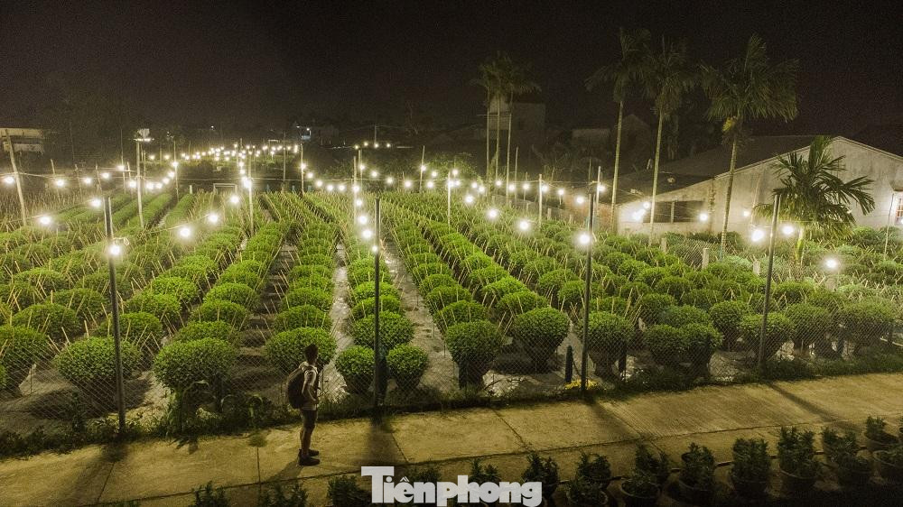 Theo một số người trồng hoa, nếu trồng hoa thông thường không dùng điện thì ngọn sẽ chùn, không vươn cao được, cây hoa chỉ cao khoảng 40cm và sẽ nở rất sớm, không đúng ý định của người trồng. Nhưng khi được “nuôi” bằng đèn điện thì cây hoa có thể cao 70 - 80cm, bông hoa to, cánh dày, màu sắc rực rỡ hơn.