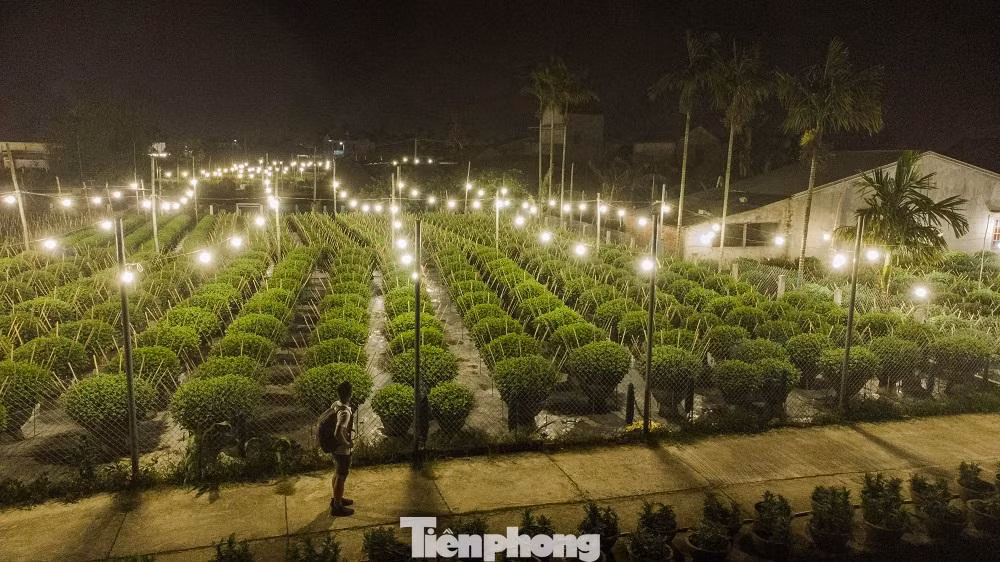 Theo một số người trồng hoa, nếu trồng hoa thông thường không dùng điện thì ngọn sẽ chùn, không vươn cao được, cây hoa chỉ cao khoảng 40cm và sẽ nở rất sớm, không đúng ý định của người trồng. Nhưng khi được “nuôi” bằng đèn điện thì cây hoa có thể cao 70 - 80cm, bông hoa to, cánh dày, màu sắc rực rỡ hơn.
