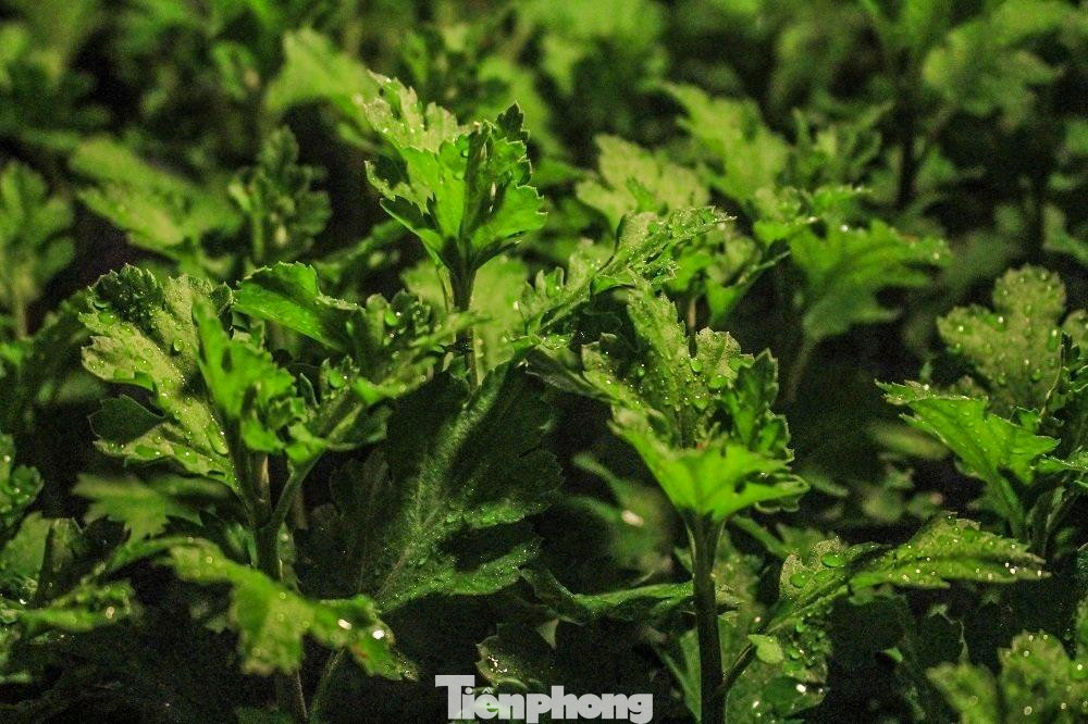 Theo chính quyền địa phương, dự kiến sức mua tăng cao nên nhiều nông dân đã mạnh dạn mở rộng sản xuất. Sản lượng hoa phục vụ Tết Nguyên đán 2023 ở xã Nghĩa Hiệp dự kiến tăng 1,5 lần so với năm trước.