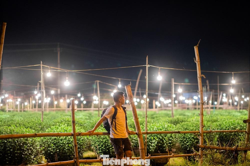 Để điều tiết sinh trưởng cho hoa cúc, họ sử dụng các bóng đèn huỳnh quang loại nhỏ công suất từ 15 đến 20W. Cứ mỗi luống hoa (3 hàng chậu/luống), người dân thắp sáng bằng 5- 6 chiếc đèn điện. Cứ cách 2m treo 1 bóng, các bóng điện được treo cách những chậu hoa khoảng 1m. Việc thắp sáng cho hoa bắt đầu thông thường khoảng từ 18h - 5h sáng hôm sau.