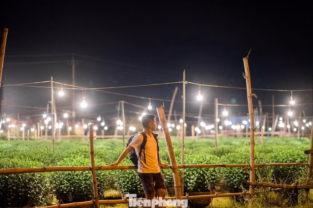Để điều tiết sinh trưởng cho hoa cúc, họ sử dụng các bóng đèn huỳnh quang loại nhỏ công suất từ 15 đến 20W. Cứ mỗi luống hoa (3 hàng chậu/luống), người dân thắp sáng bằng 5- 6 chiếc đèn điện. Cứ cách 2m treo 1 bóng, các bóng điện được treo cách những chậu hoa khoảng 1m. Việc thắp sáng cho hoa bắt đầu thông thường khoảng từ 18h - 5h sáng hôm sau.