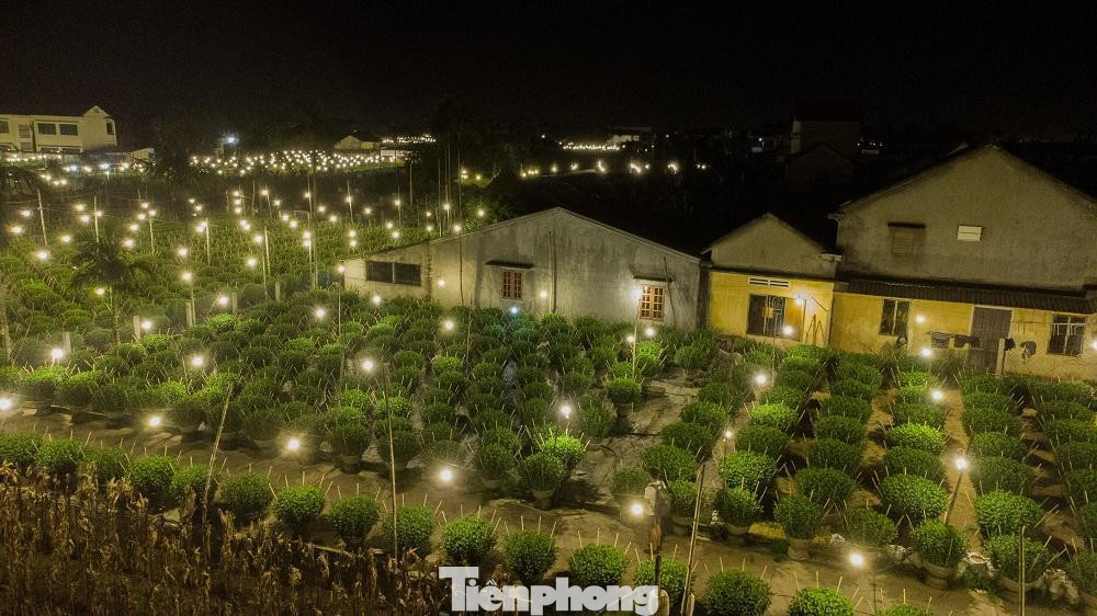 Tuy việc trồng hoa cúc nhiều bấp bênh, ăn may theo thời tiết nhưng chưa khi nào người trồng bớt hy vọng một mùa hoa bội thu. Mỗi năm một mùa hoa Tết, nếu thắng lợi, khoản lợi nhuận thu được có thể dành dụm để lo cho con cái ăn học và trang trải cuộc sống.