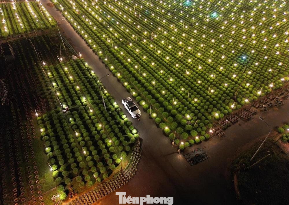 Bà Lê Thị Vỹ (trú xã Nghĩa Hiệp, huyện Tư Nghĩa) cho hay, năm nay thời tiết thuận lợi, vườn hoa phát triển tốt, cây cao, thân thẳng và ít sâu bệnh. Bên cạnh đó, người trồng hoa không còn tâm lý e dè vì dịch bệnh COVID-19, năm nay, nhiều nhà vườn đã mạnh dạn tăng sản lượng, có vườn tăng gấp đôi. Một số hộ, đầu tư lớn, trồng cả vài nghìn chậu.